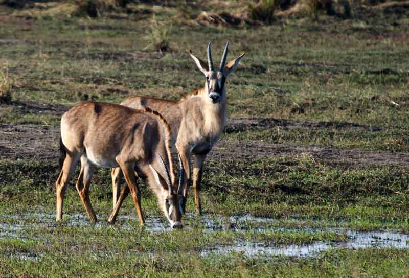183 - Namibia - antilopes Roan - reserva de animales Mahango
